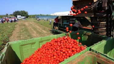 Održan Dan podravske rajčice