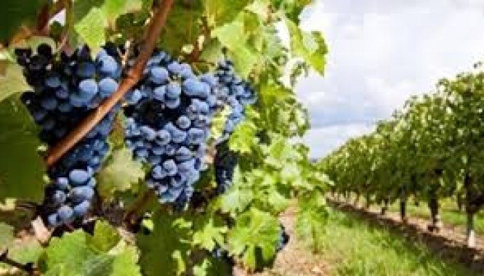 Objavljen natječaj za mjeru Restrukturiranje i konverzija vinograda
