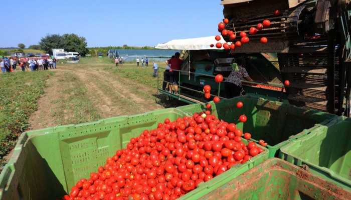 Održan Dan podravske rajčice